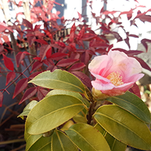 ご注文方法・配達区域